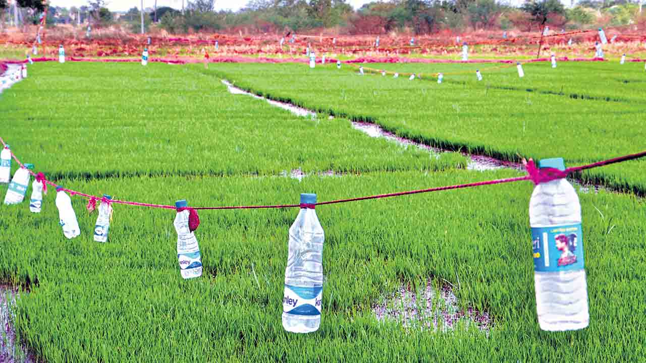 39 లక్షల ఎకరాలకు సాగునీరు