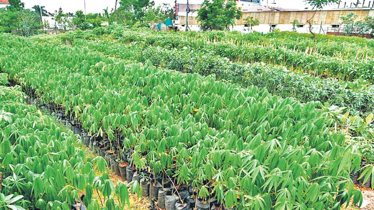 హరితహారానికి 33 కోట్ల మొక్కలు