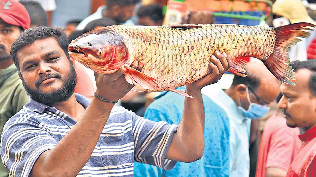 చేప.. దొరికావోచ్‌