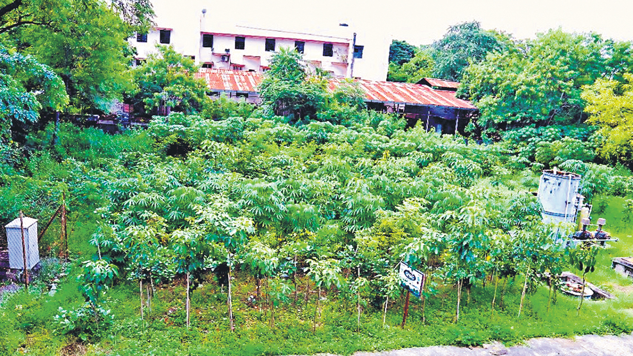 కాలనీల్లో చిట్టడవులు..!