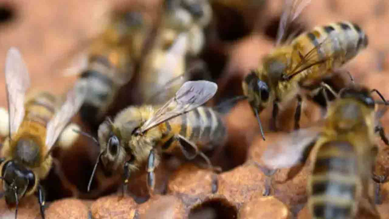 జ‌గిత్యాల జిల్లాలో దారుణం.. తేనెటీగ‌ల దాడిలో వృద్ధుడు మృతి