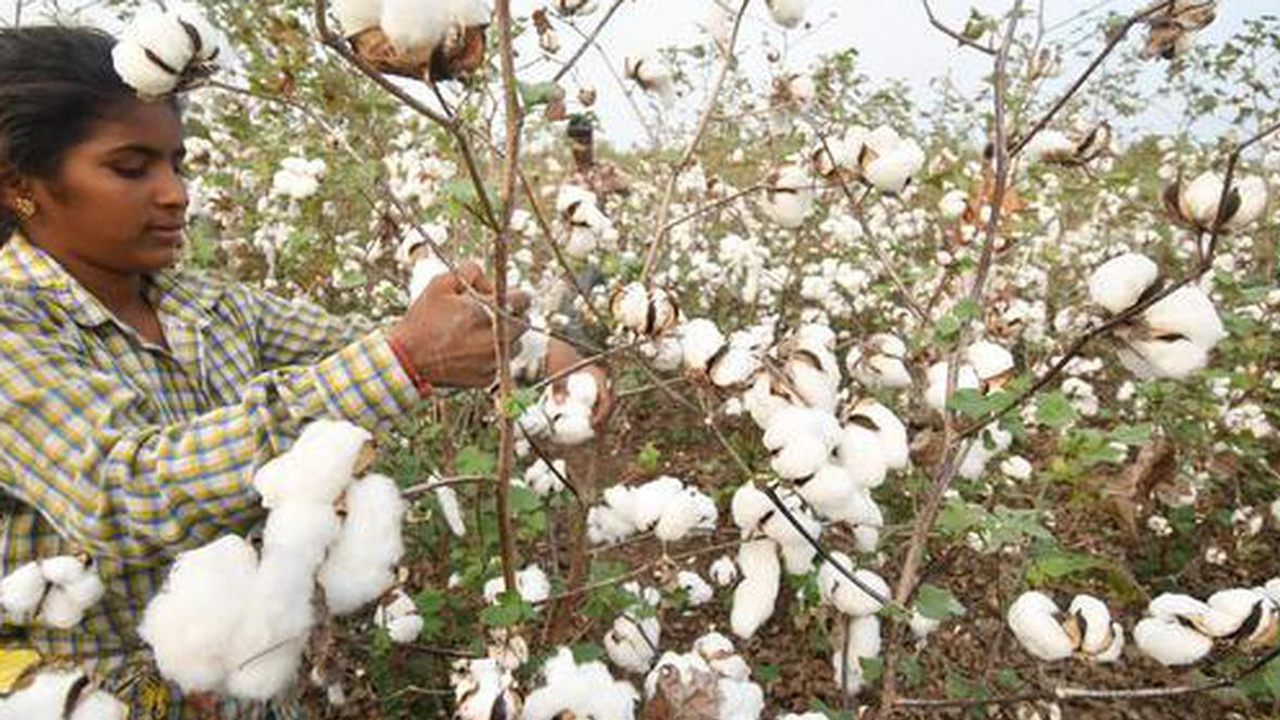 పత్తి వైపే సాగు..