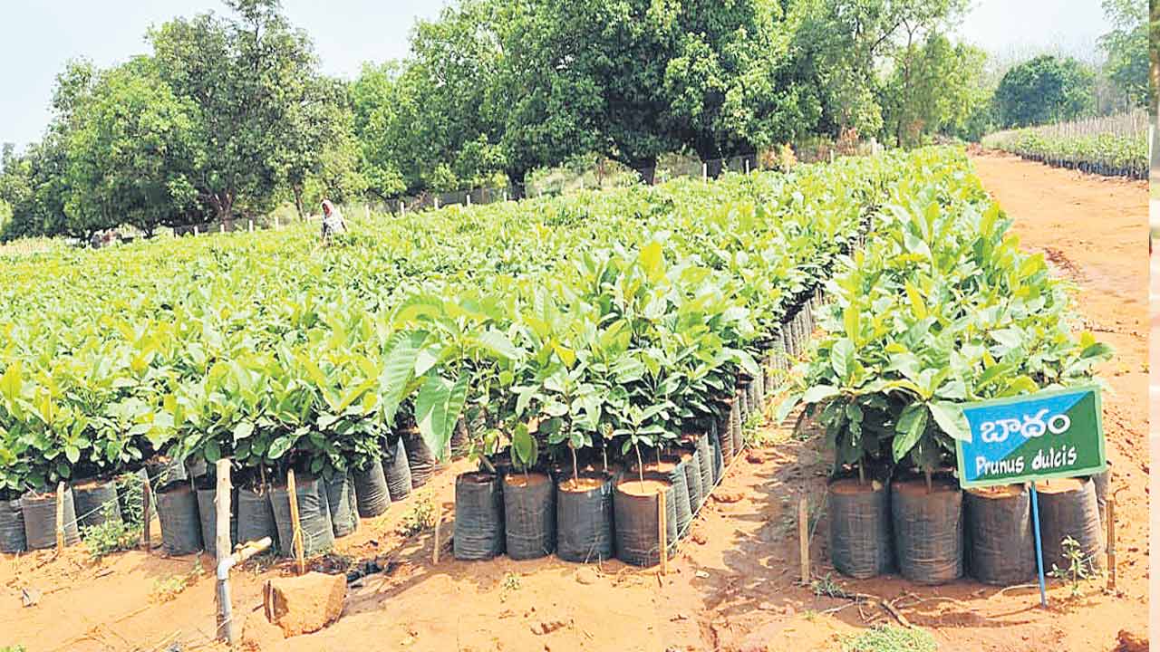 హరిత సంకల్సం