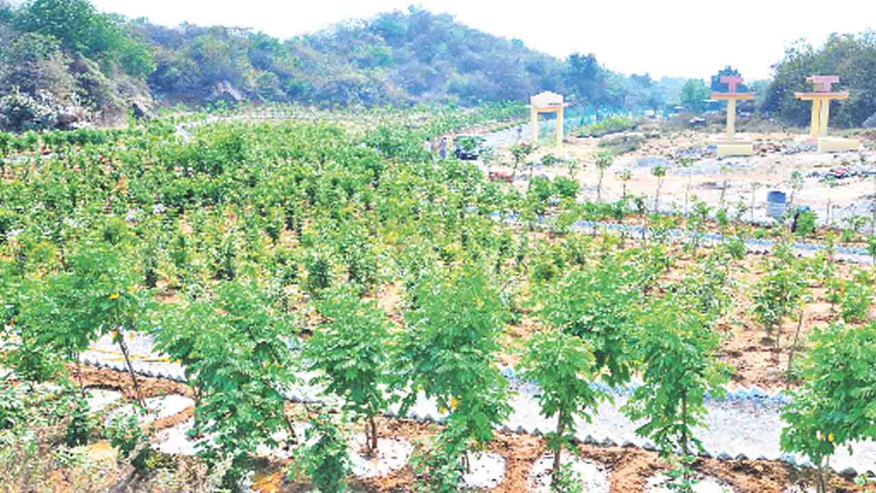 పల్లెకు సింగారం బృహత్‌ ప్రకృతి వనం