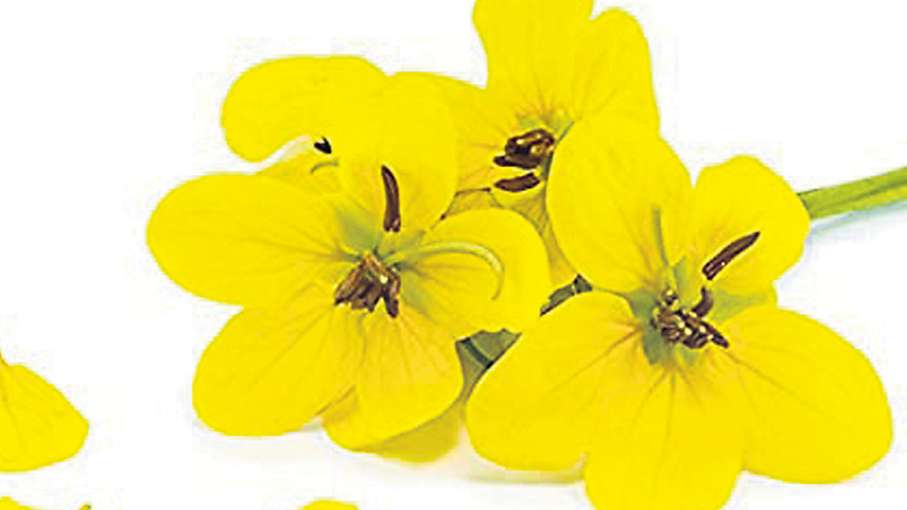 సిగలో తంగేడు