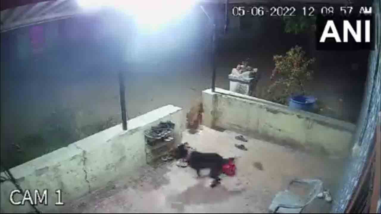 పెంపుడు కుక్క‌పై చిరుత‌పులి దాడి.. వీడియో