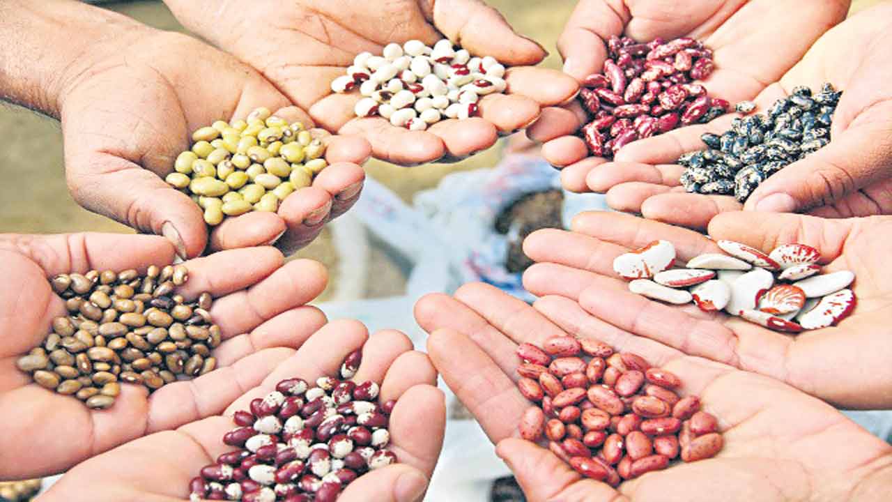 నకిలీ విత్తనాలకు అడ్డుకట్ట