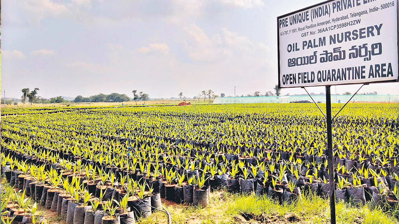 అయిల్పాంతో ఆదాయం