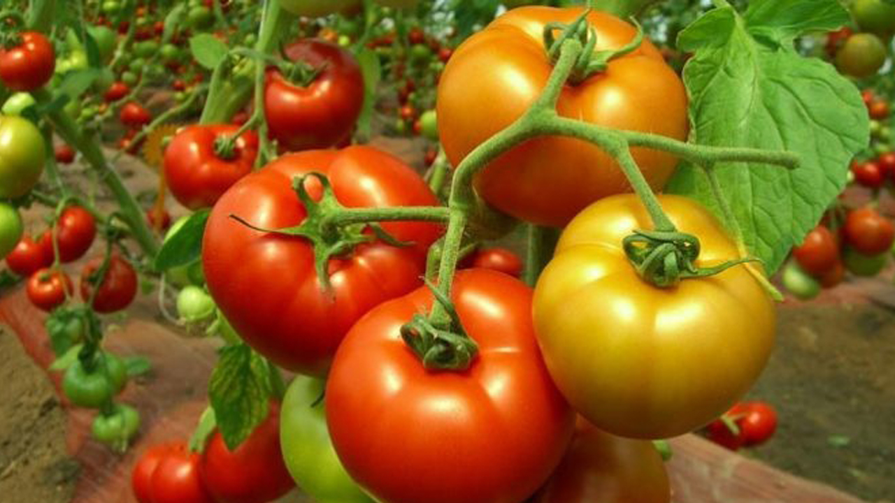టమాటా సాగు లాభాలు బాగు