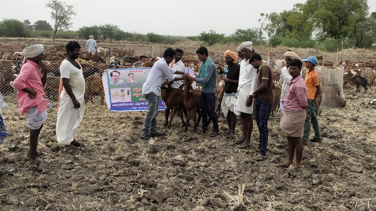 మూగజీవాలు పైలం