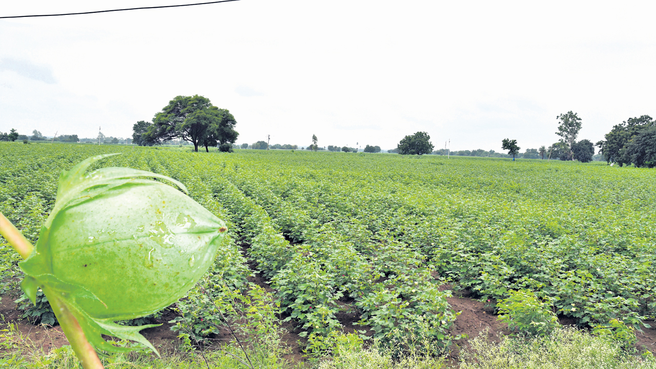 పత్తి వైపు మొగ్గు