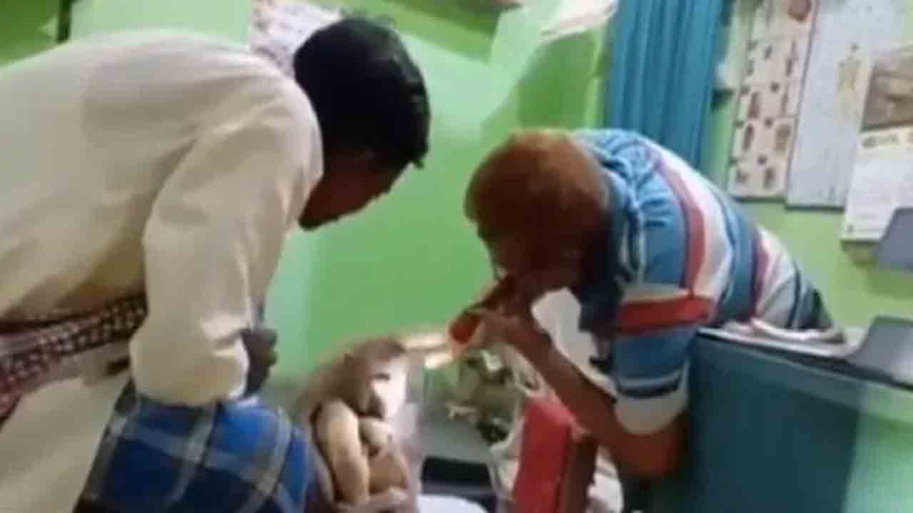 Watch: కోతి గాయపడింది, చికిత్స కోసం క్లినిక్‌కు వెళ్లింది… ఎక్కడంటే?