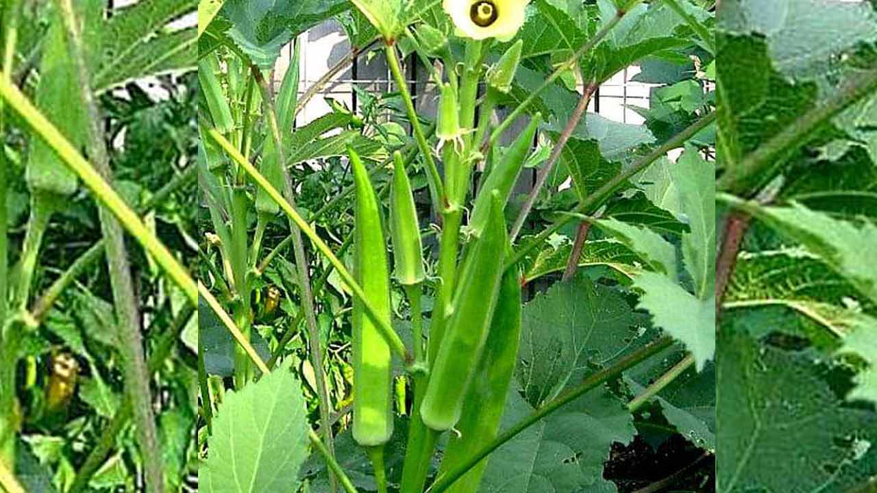 బెండ సాగుకు బెస్ట్‌ టైమ్‌