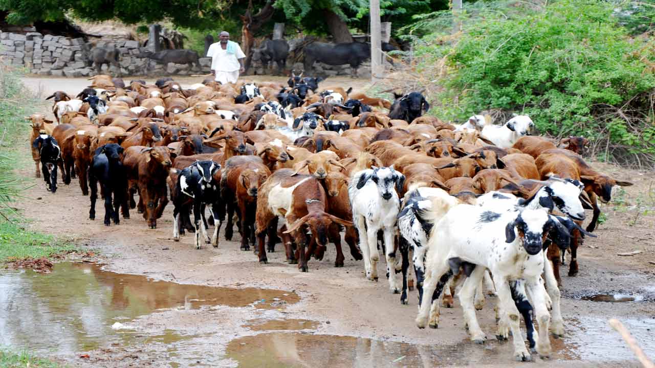 ఎదుగుదల ‘మంద’గించిందా?