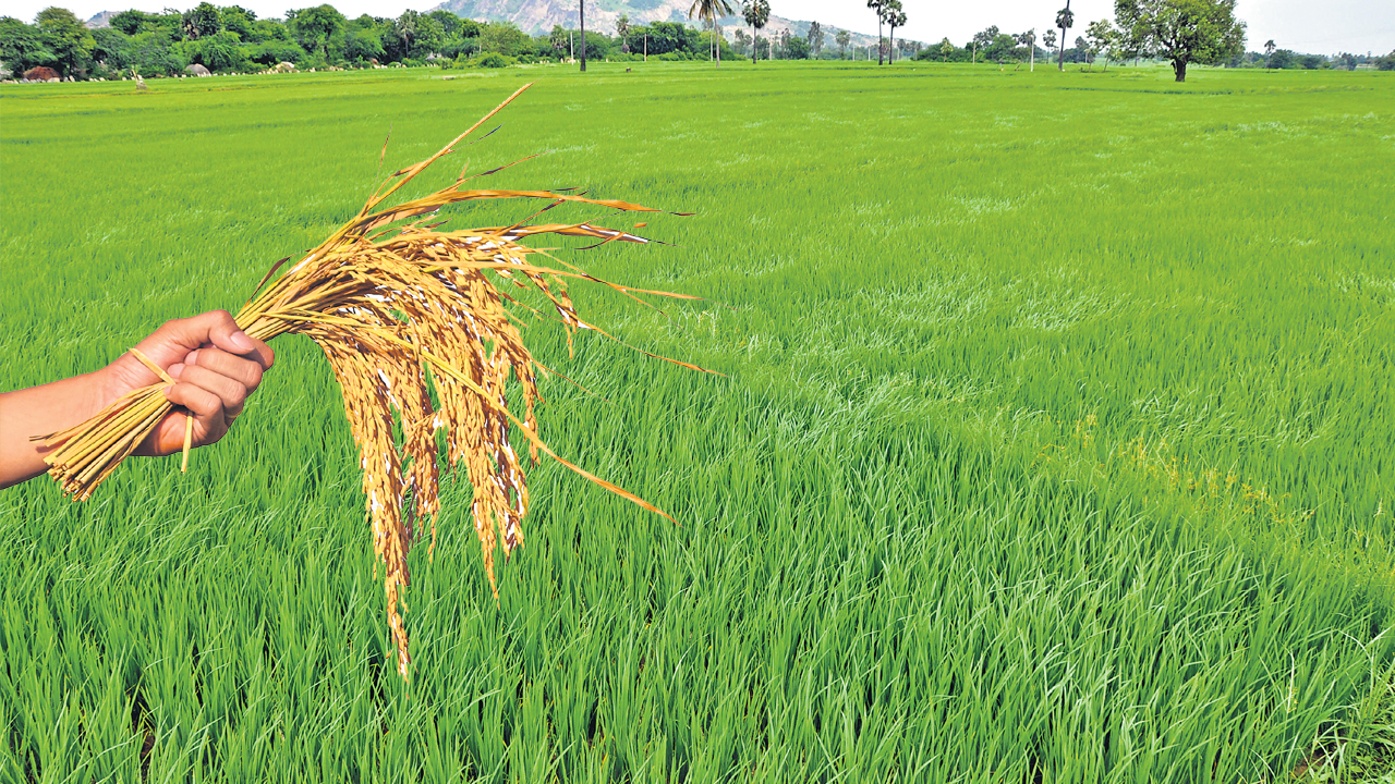 పసిడి పైరు
