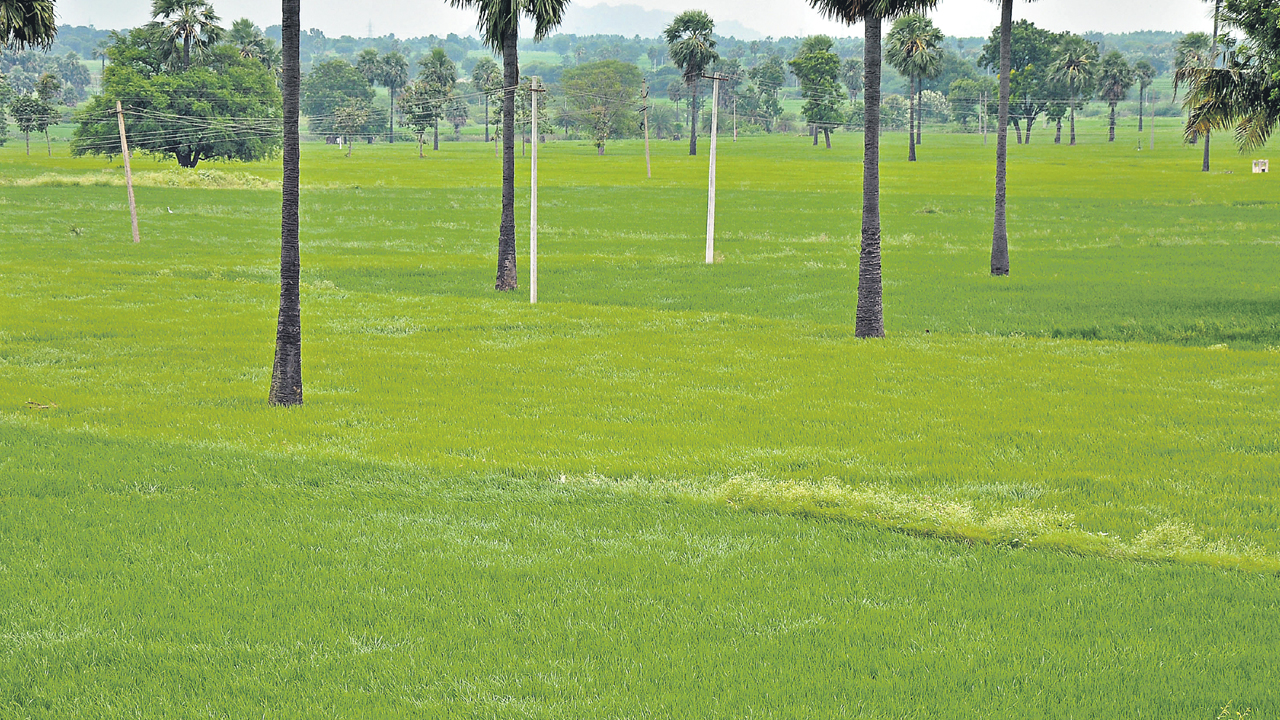 ఆకుపచ్చని దస్కత్‌