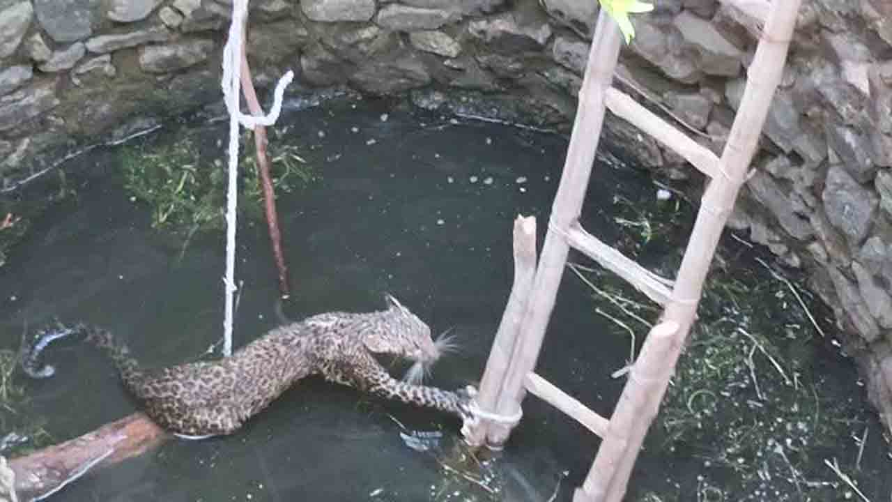 బావిలో పడిన చిరుత.. చాకచక్యంగా రక్షించిన అగ్నిమాపక సిబ్బంది.. వీడియో