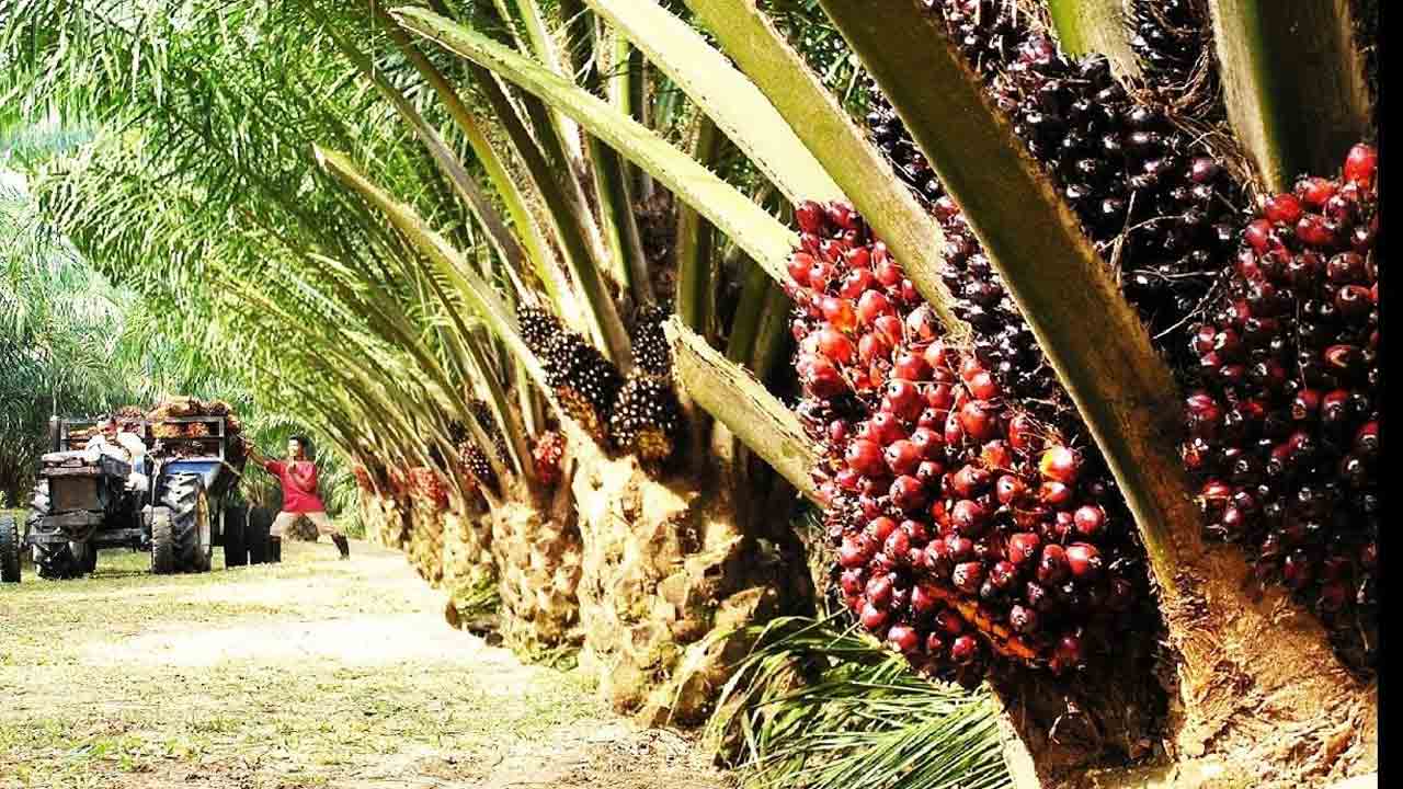ఆయిల్‌పాం రైతులకు శుభవార్త
