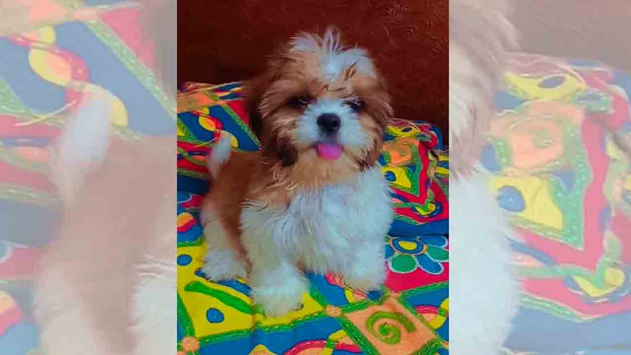 2 నెల‌ల కుక్క పిల్ల దొంగిలింత‌.. పంజాగుట్ట పీఎస్‌లో కేసు న‌మోదు