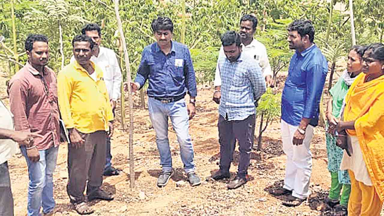 మొక్కలను సంరక్షించాలి
