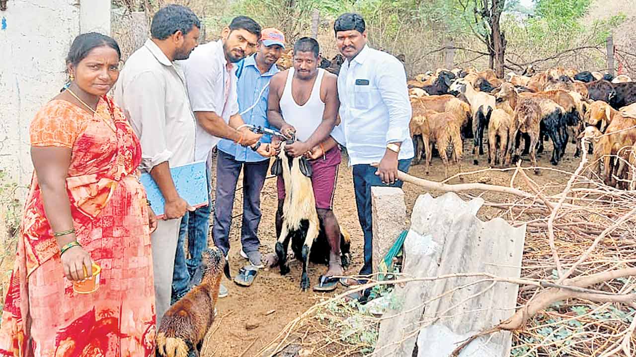 గొర్ల కాపరులు జాగ్రత్తలు తీసుకోవాలి