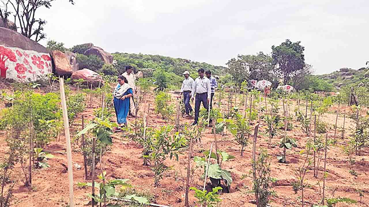 బృహత్ పల్లె ప్రకృతివనం పరిశీలన