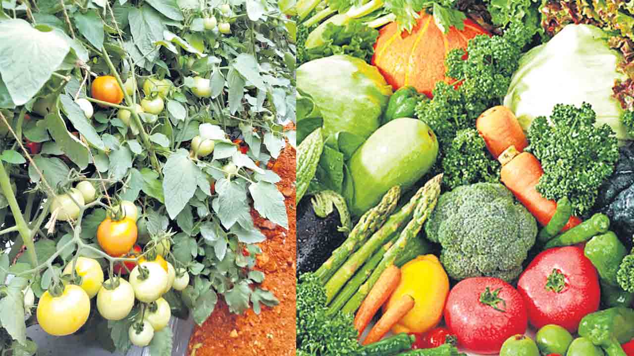 భూ సారం… ఉద్యానానికి వరం