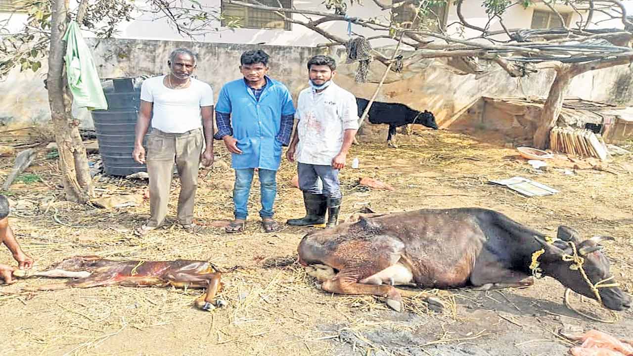 మూగజీవాలకు అత్యవసర వైద్యం