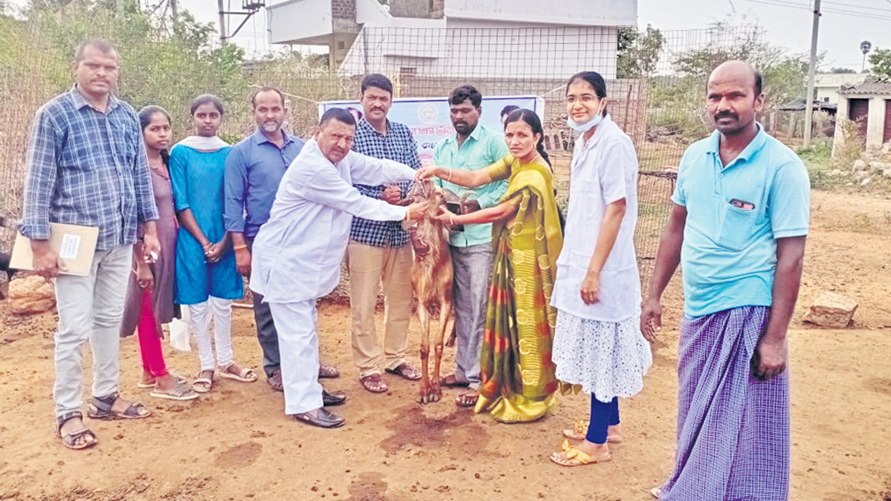 జీవాలకు నట్టల నివారణ మందులు వేయించాలి