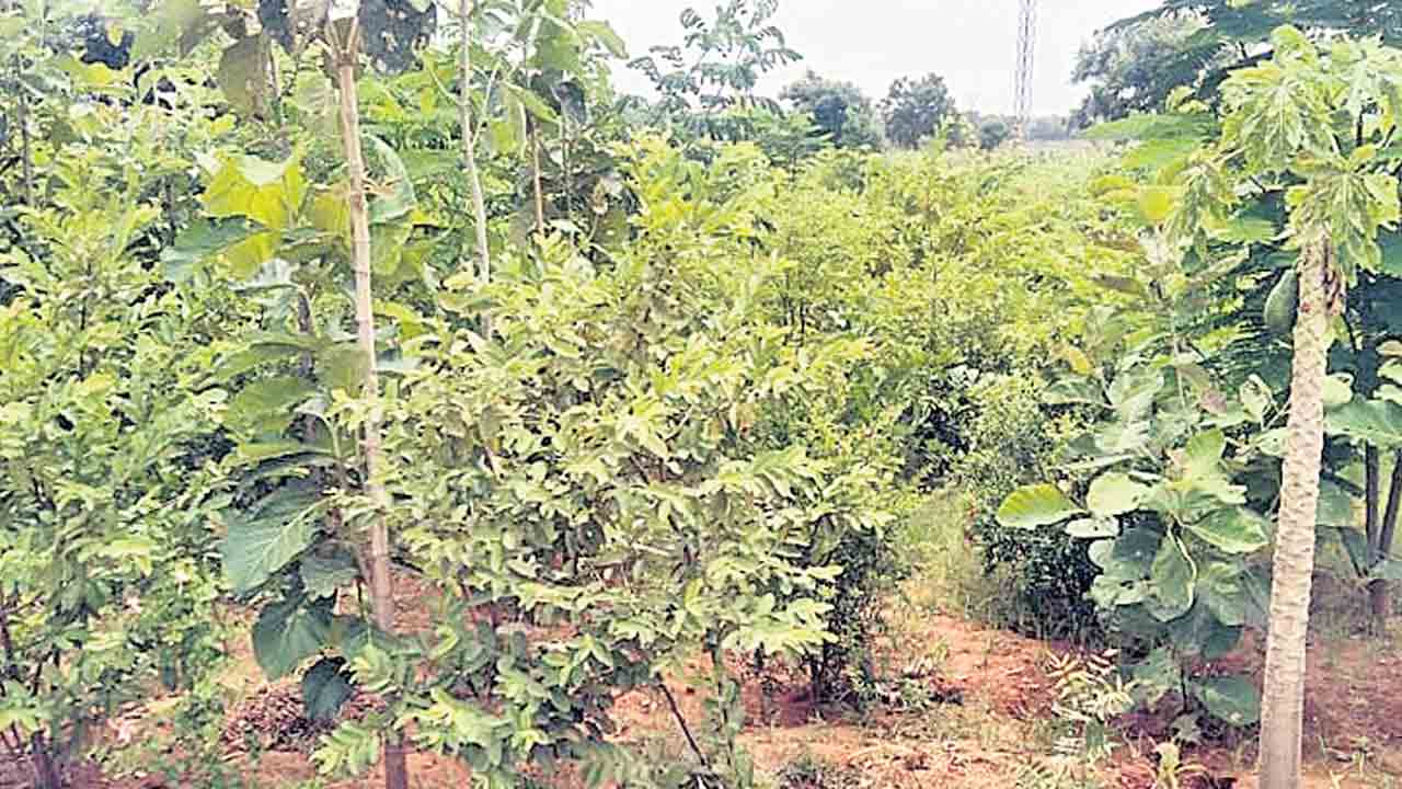 ప్రగతి బాటన కుర్మిద్ద
