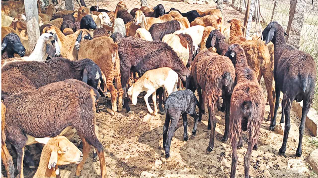 ఎలమందల మురిపెం