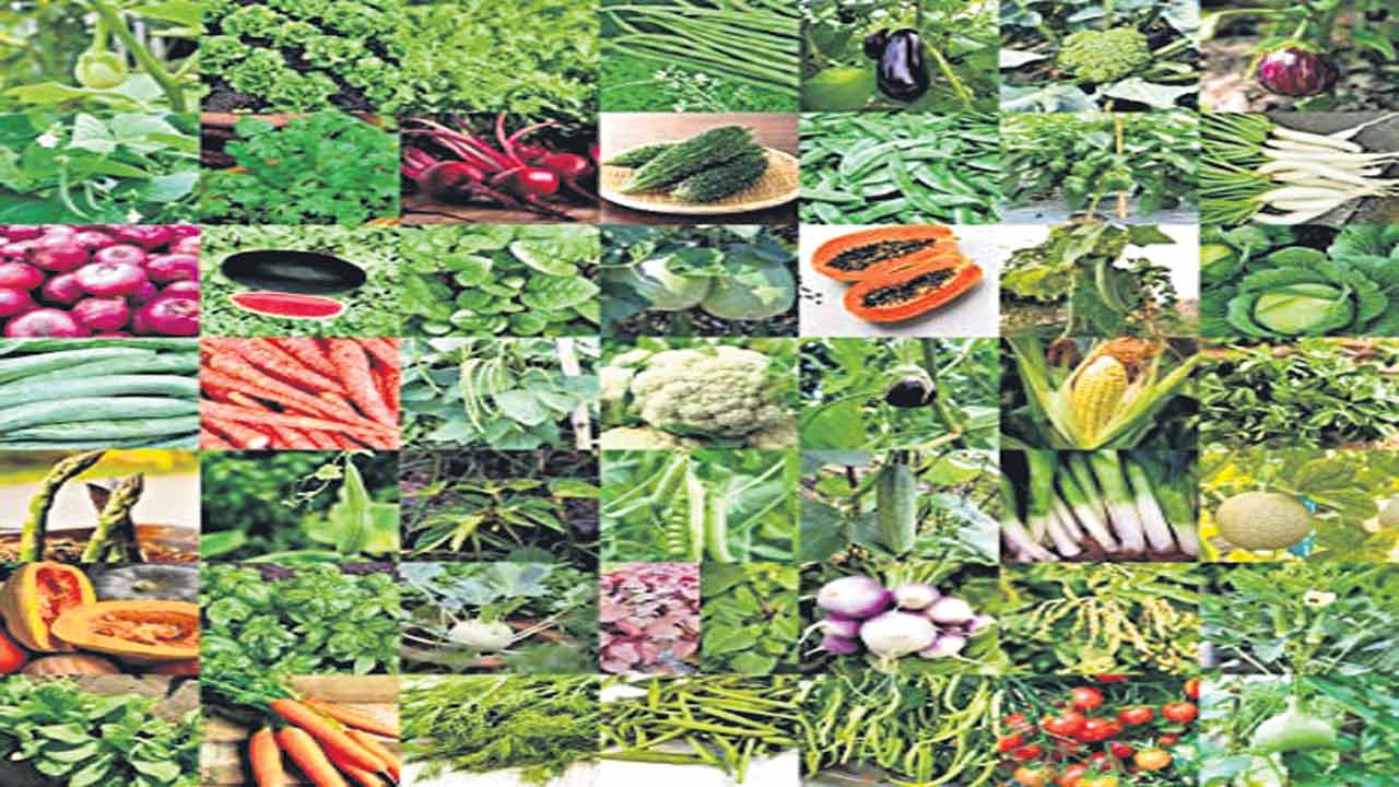 కూరగాయల సాగుకు అధికారుల ప్రణాళిక