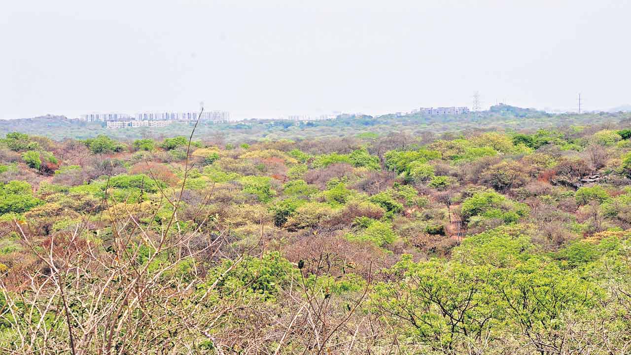అటవీ ప్రాంతాల్లో ఖాళీ స్థలాలపై దృష్టి