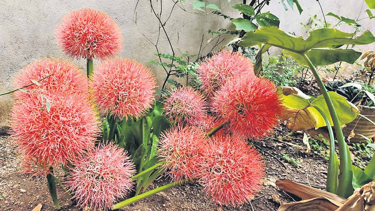 అరుదైన ఆఫ్రికన్ పువ్వులు