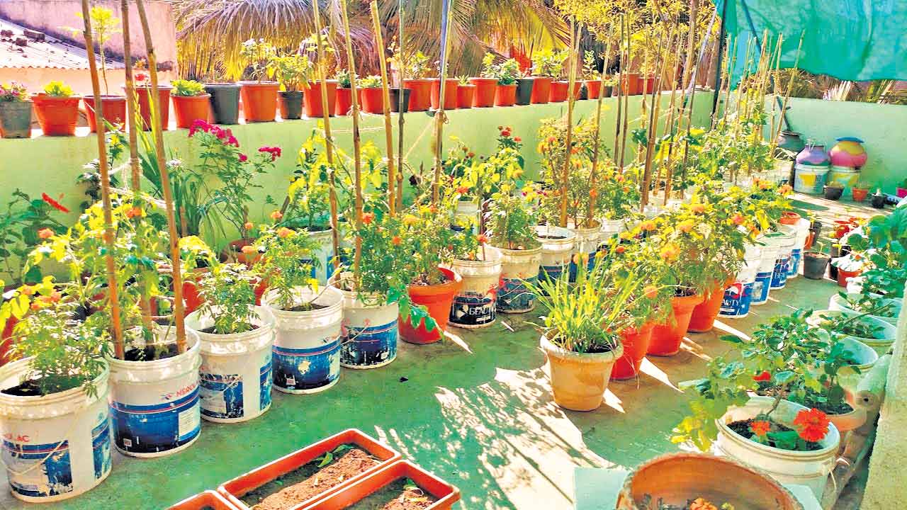 ప్రతి ఇల్లు.. పచ్చని తోటగా