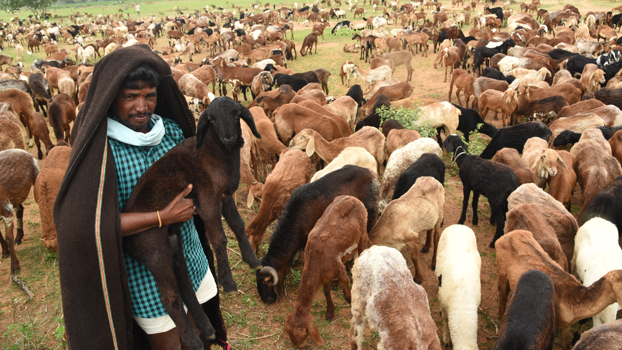 లక్ష కోట్లకు చేరువలో పశు సంపద