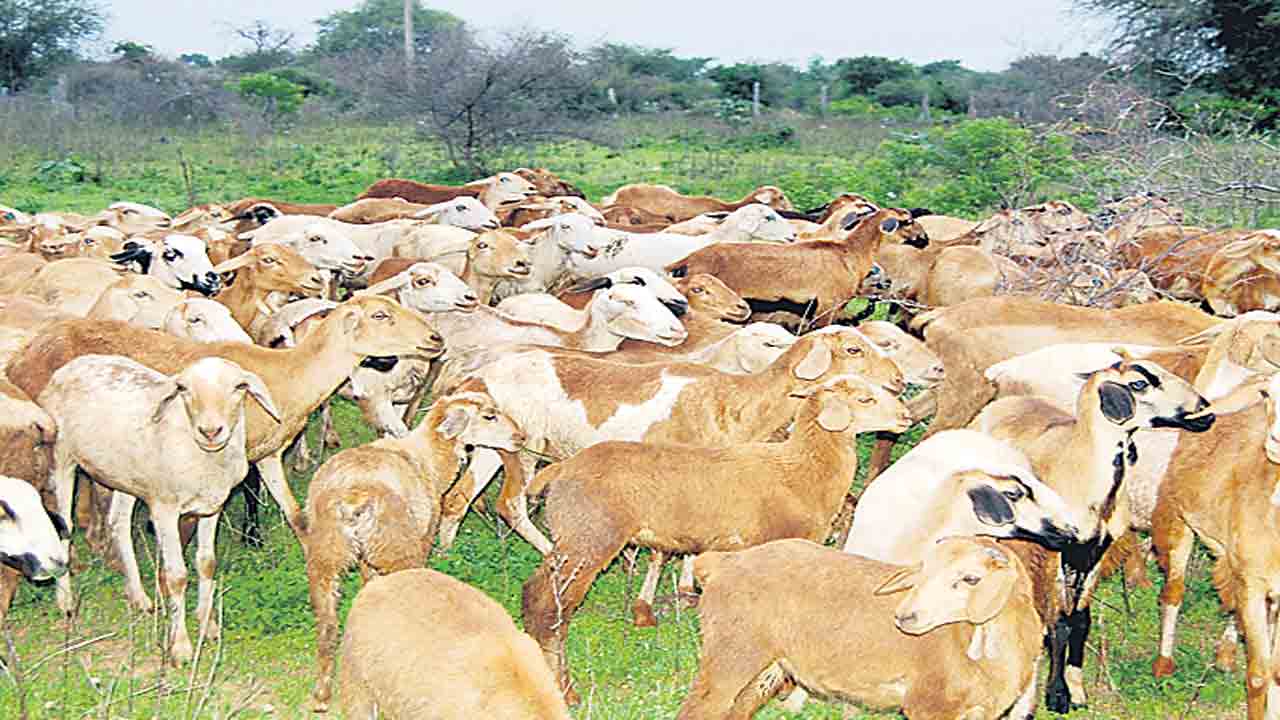 జీవాల ఆరోగ్యం.. జర భద్రం