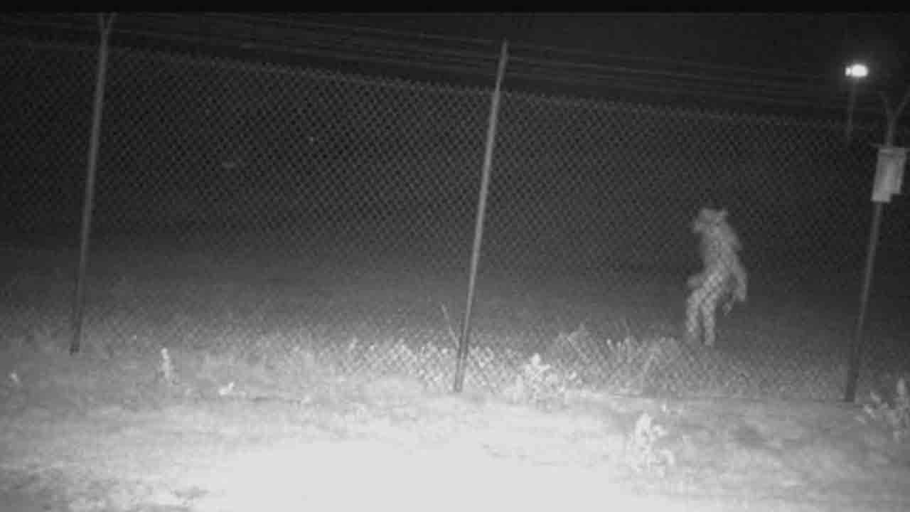 Strange Animal | రెండు కాళ్లపై తిరుగుతున్న వింత జీవి.. కెమెరాకు చిక్కిన ఫొటో..