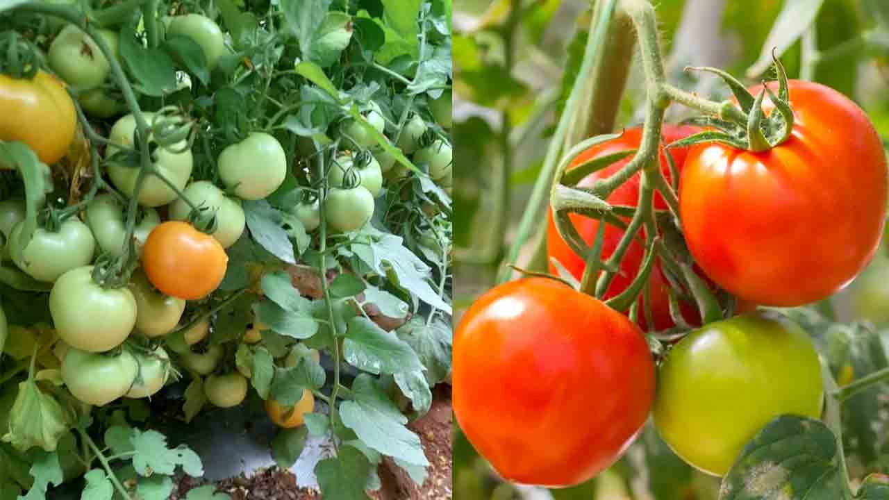 ప్రత్యామ్నాయమే పదివేలు!