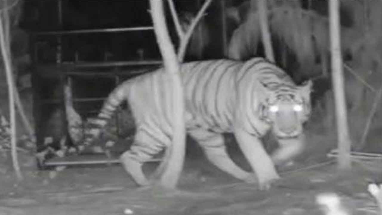 దొరకని పులి జాడ.. అటవీ అధికారులకు ముచ్చెమటలు