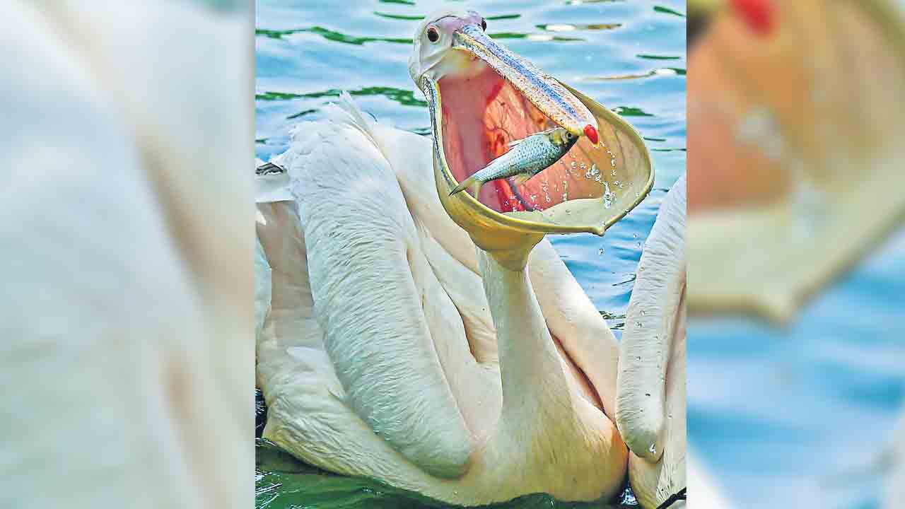 కొంగలలో పెలికాన్‌ కొంగ వేరయా..