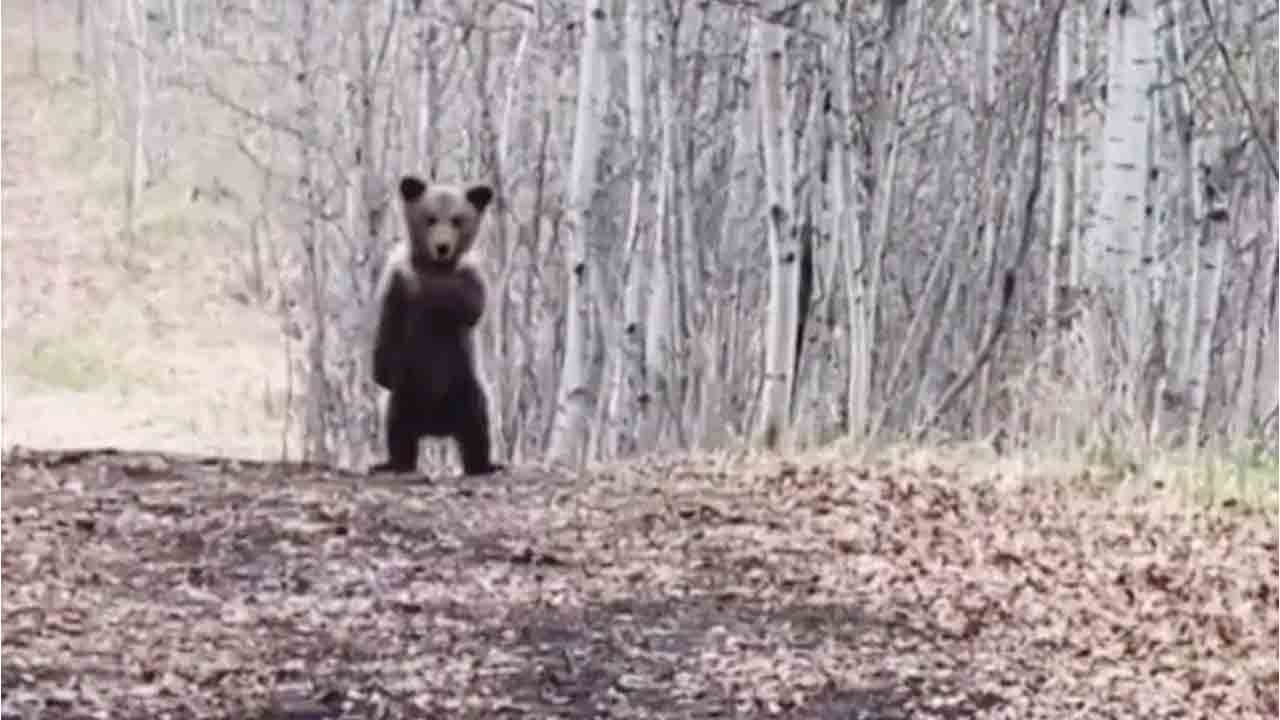 Viral Video | ఎవరూ లేరు కదా అని.. డ్యాన్స్ చేసేస్తున్న ఎలుగుబంటి పిల్ల.. వీడియో వైరల్