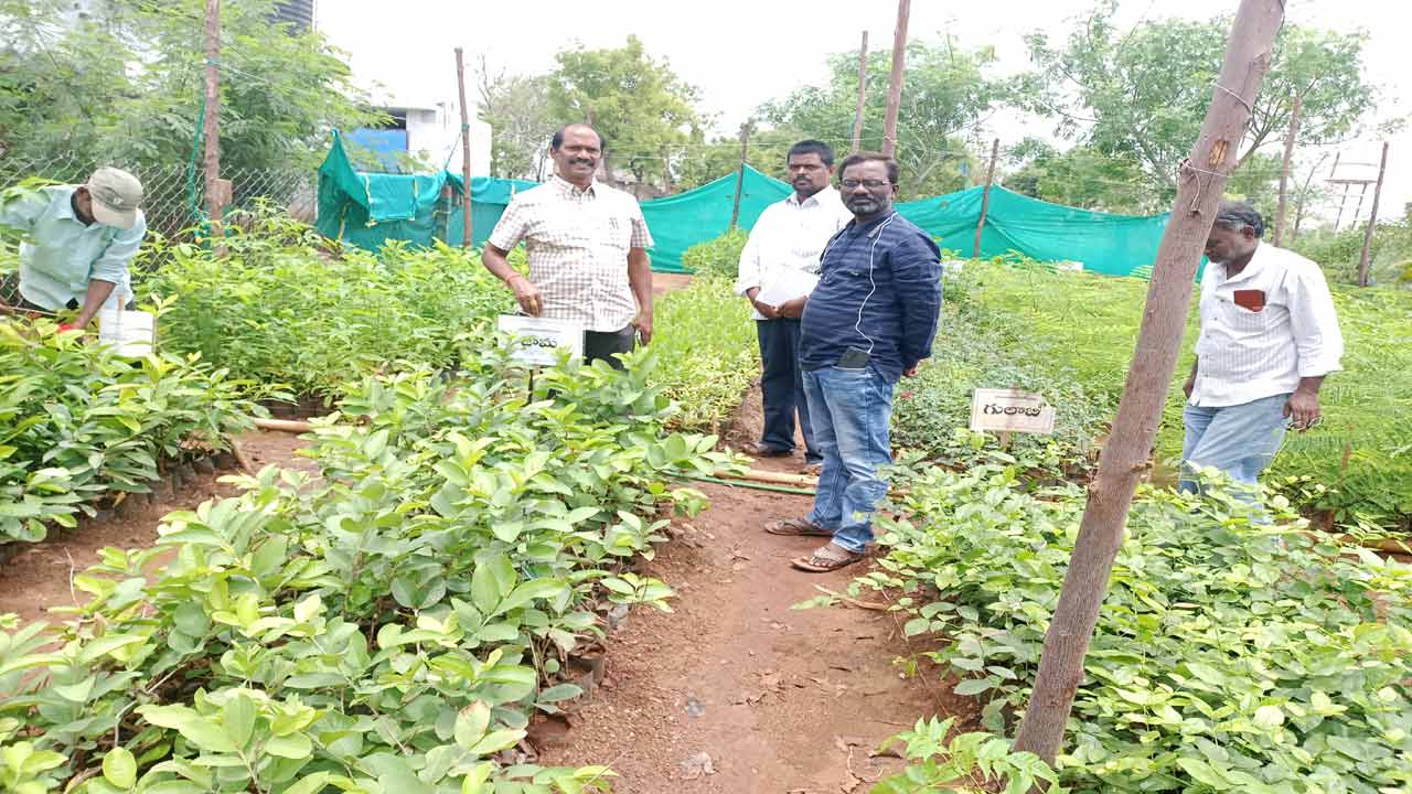 హరితహారానికి మొక్కలను సిద్ధం చేయాలి