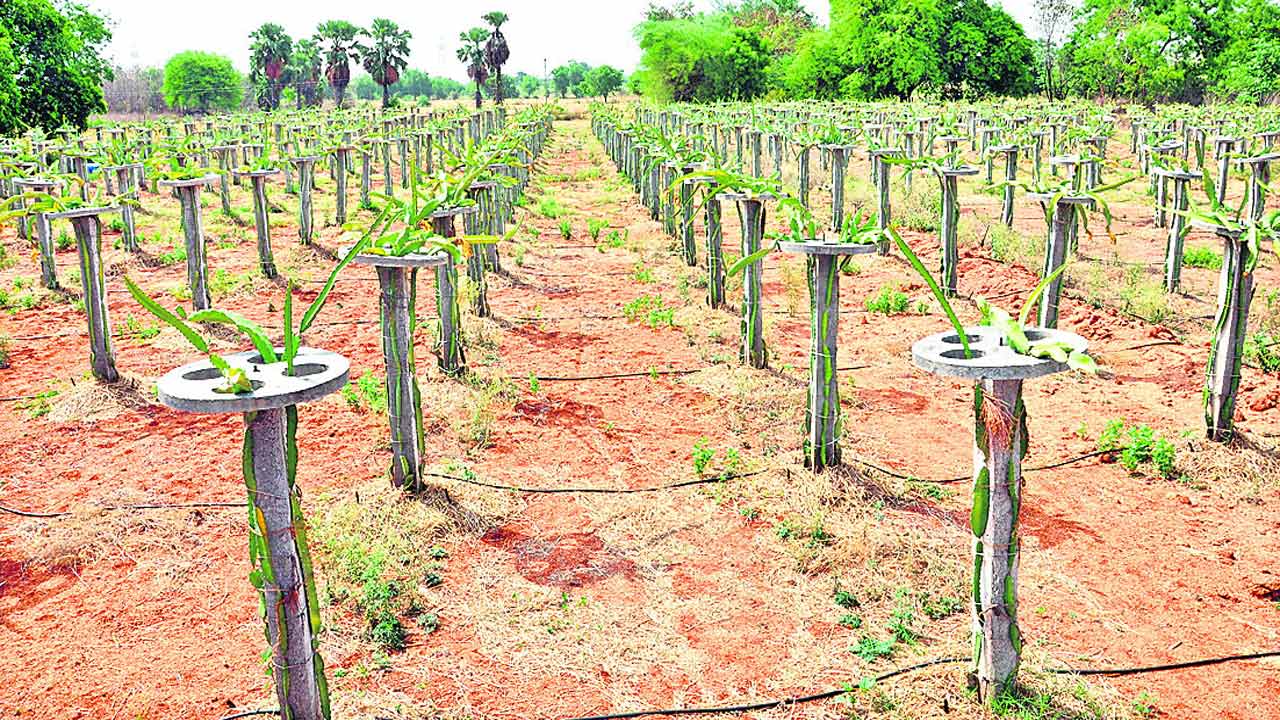 డ్రాగన్‌ ఫ్రూట్‌ సాగు.. లాభాలు బాగు