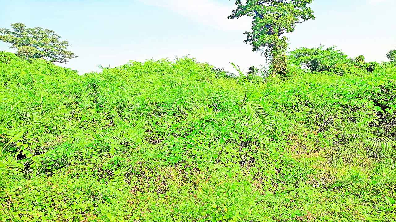 రామప్ప పరిసరాల్లో కేన్‌ వృక్ష సంపద