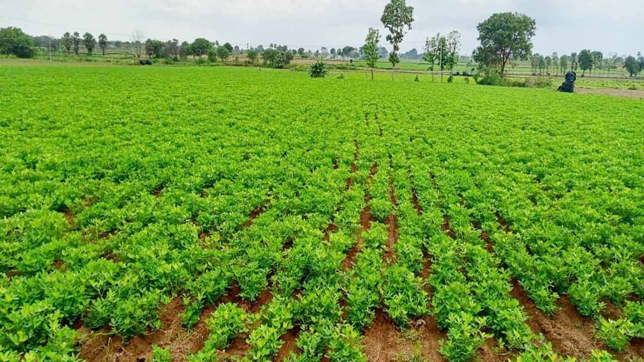 ఆరుతడి పంటలపై రైతుల ఆసక్తి