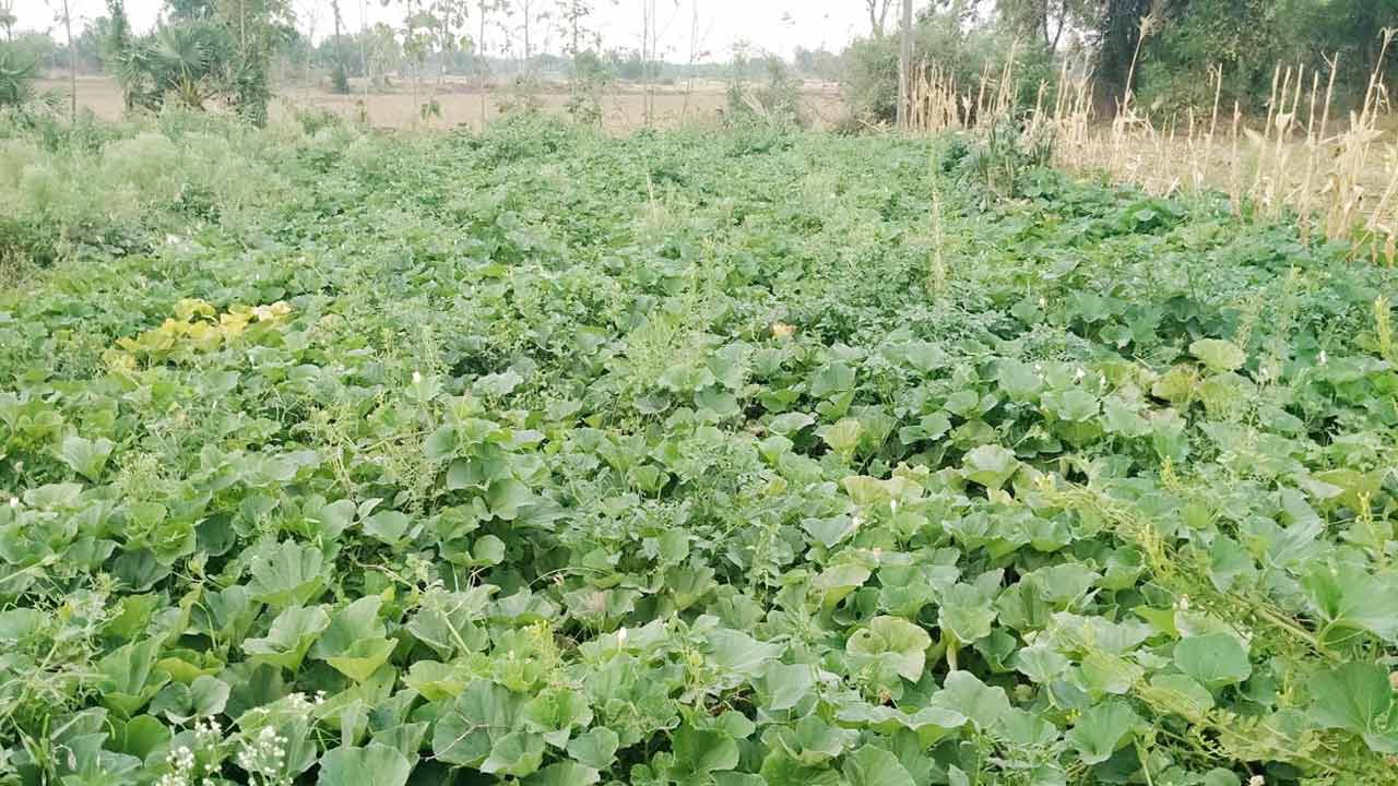 కూరగాయల సాగు భలే బాగు