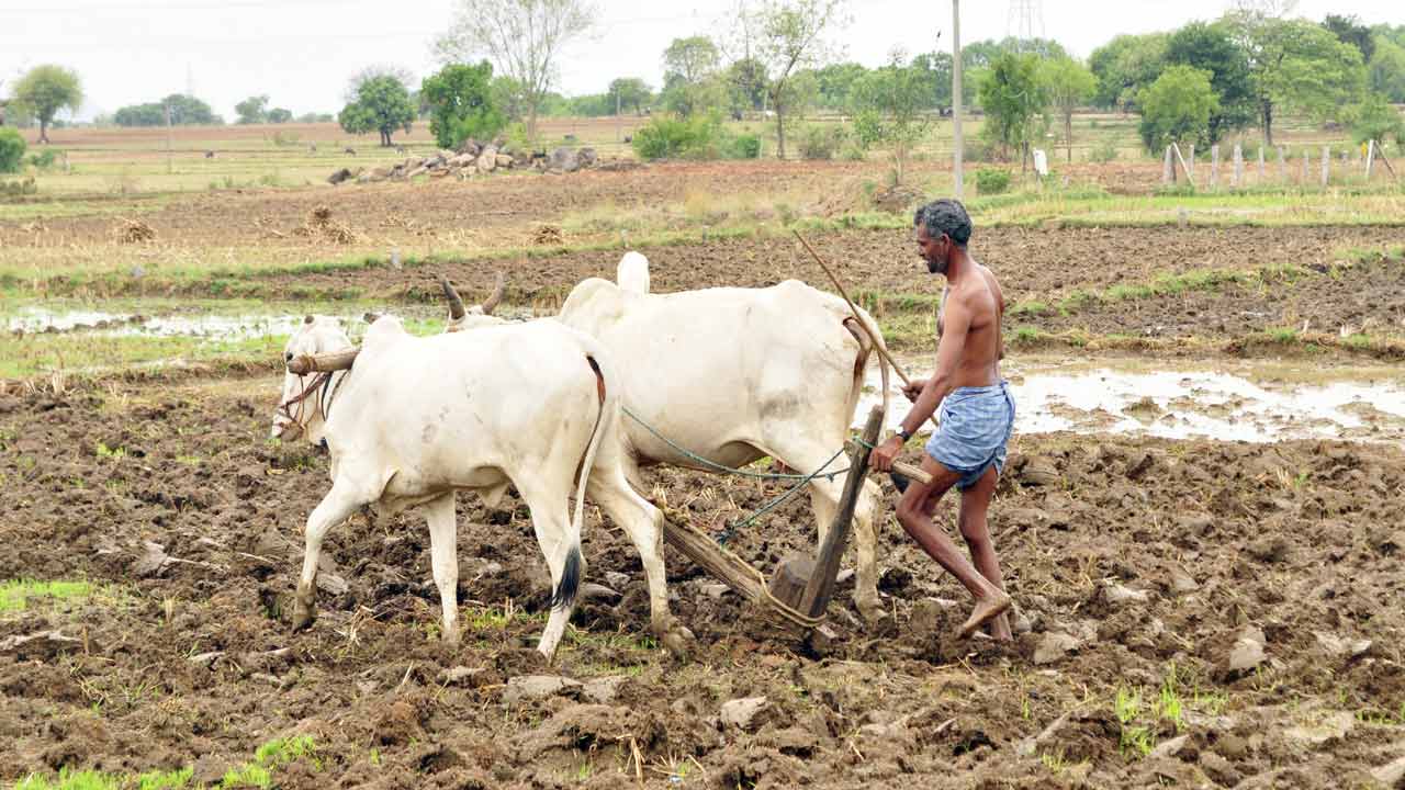 జోరందుకున్న సాగు పనులు