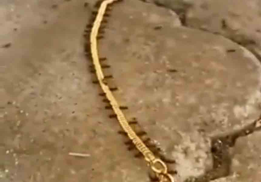 Viral Video | గోల్డ్ చైన్ ఎత్తుకెళ్తున్న చీమలు.. వైరల్ అవుతున్న వీడియో!