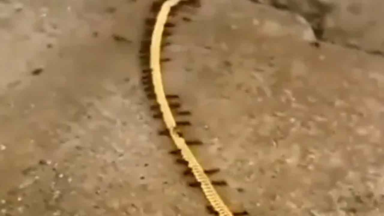 Viral Video:  బంగారం ఎత్తుకెళ్తున్న చీమ‌లు.. గోల్డ్ స్మ‌గ్ల‌ర్స్ అంటూ నెటిజ‌న్ల జోకులు!!